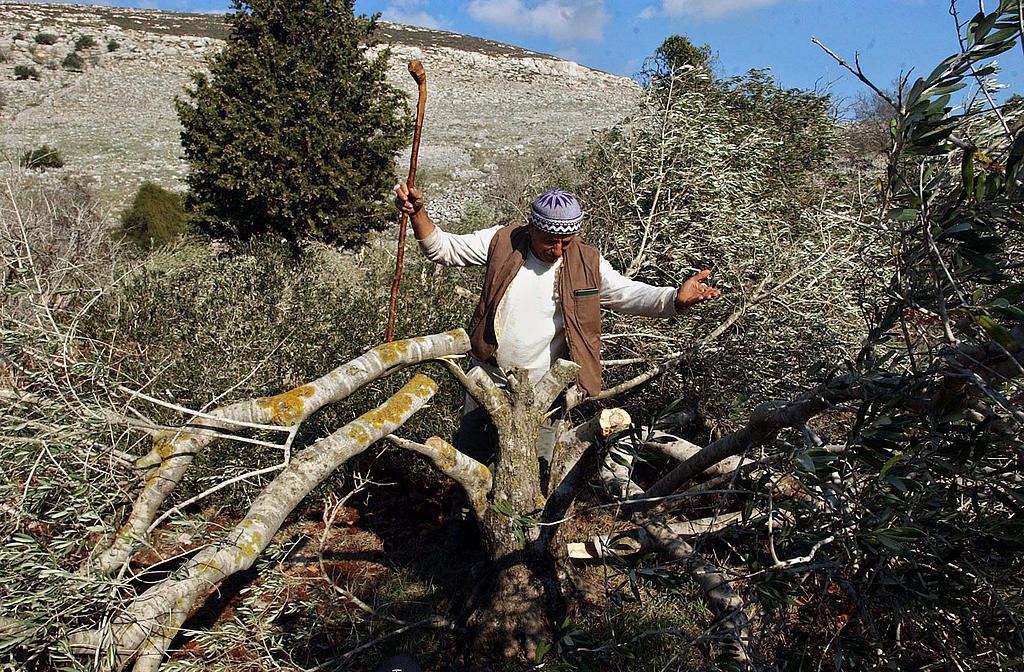 &#34;Israeli&#34; settlers cut down olive trees in al-Khalil