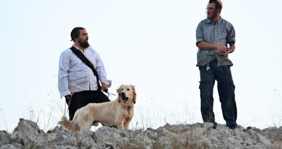 Israeli" settlers seize Palestinian lands in Jordan Valley"