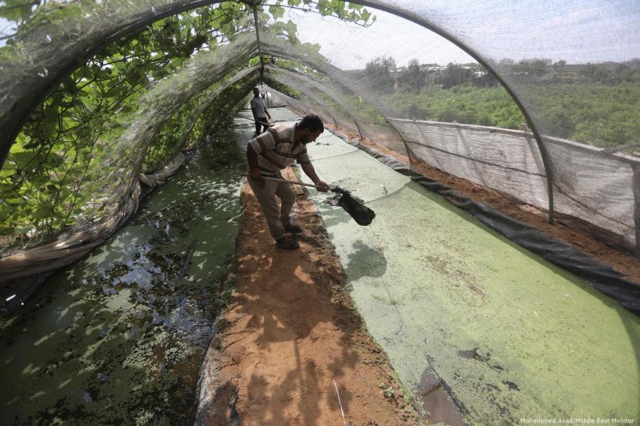 Floating new ideas for animal feed in Gaza