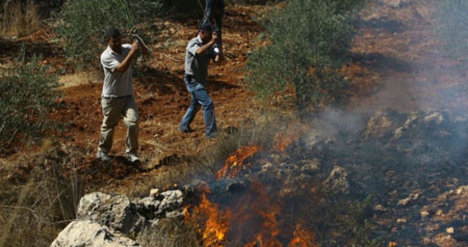 Foreigners injured, 450 olive trees burned in settlers’ attack