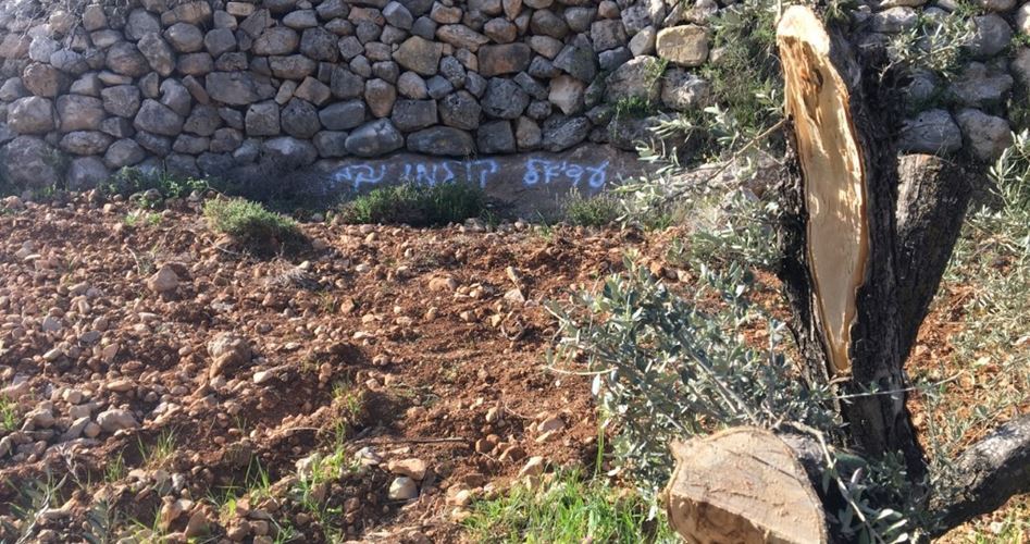 Zionist settlers steal olives from Palestinian groves in Nablus