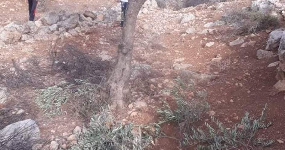 Israeli" settlers steal olive harvest in West Bank village"