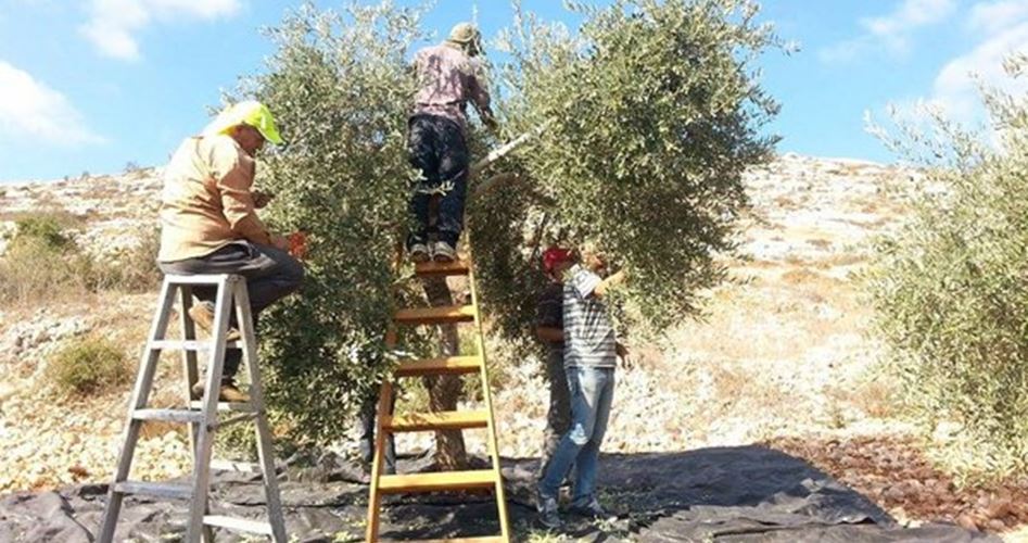 IOF prevents Palestinian farmers from harvesting olives