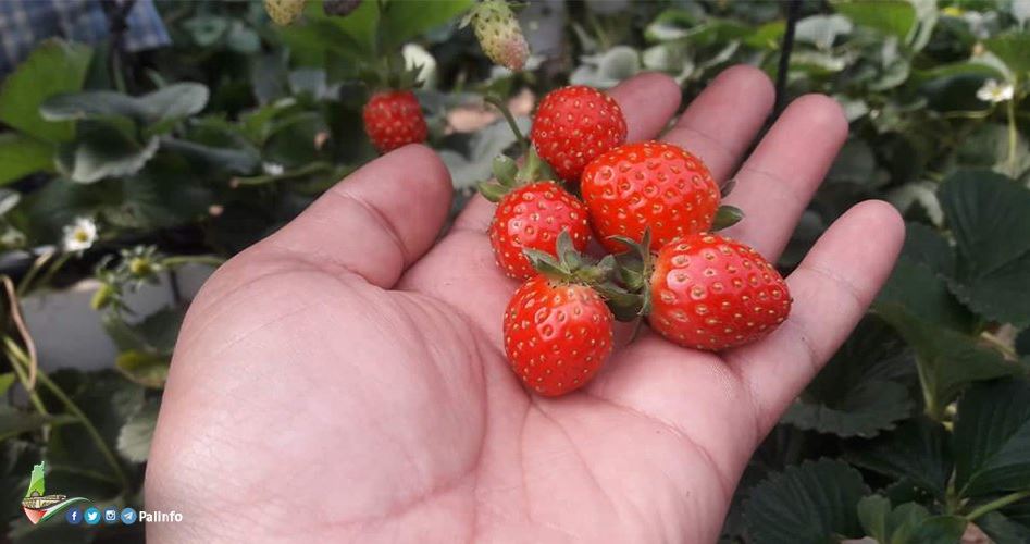 Gaza farmers have high hopes for new strawberry season