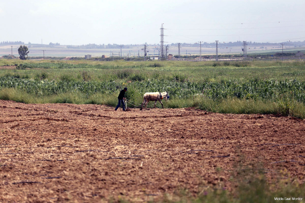 Occupying Israel bans Palestinians from working their land, citing British Mandate ruling