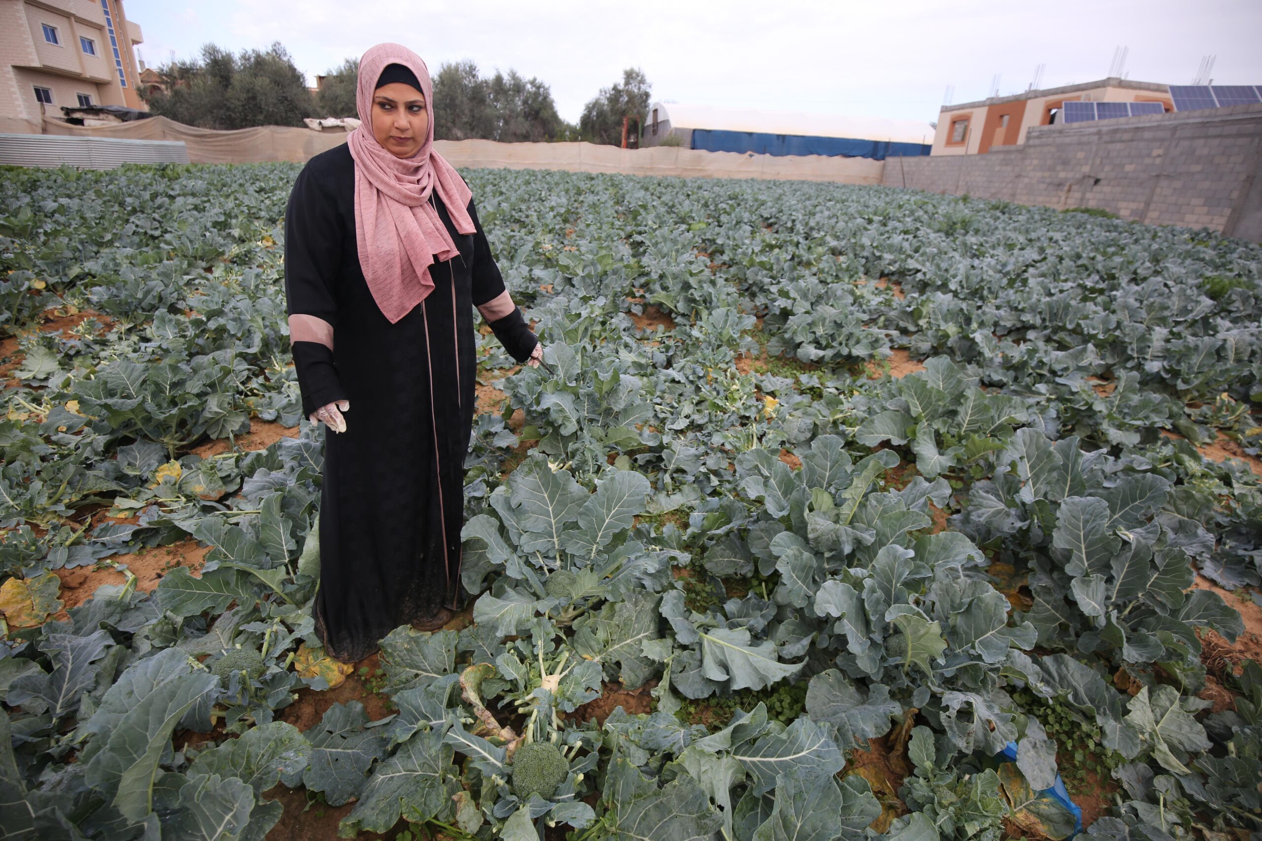 Broccoli lifts Palestinian women out of poverty| Middle East Monitor