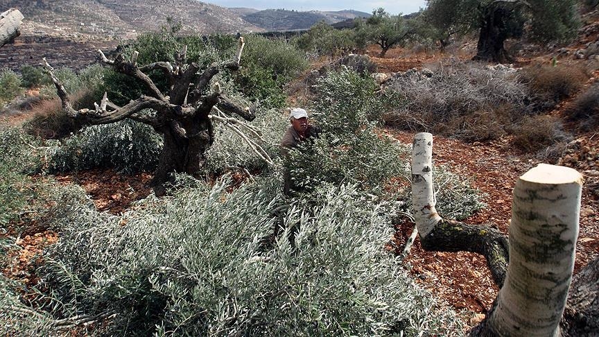 Israeli settlers destroy 100 olive trees in West Bank | Anadolu Agency