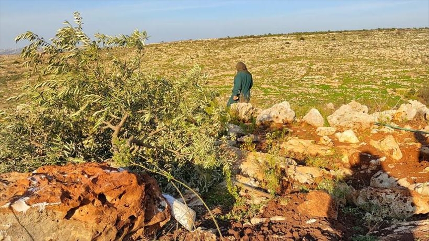 Israeli army turns Palestinian farmlands barren | Anadolu Agency